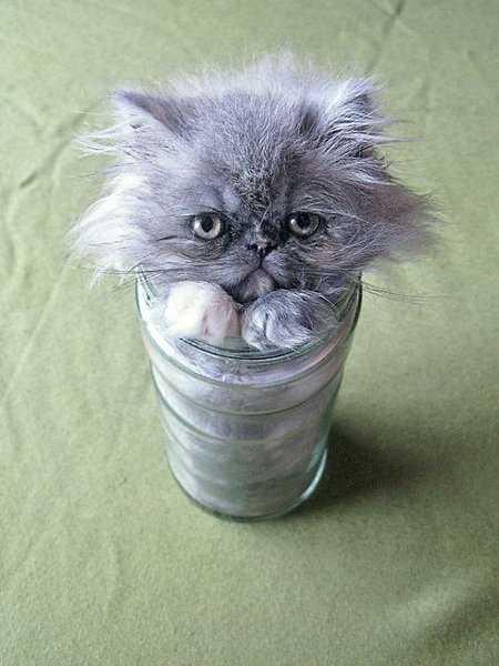 15 фотографий, доказывающих, что коты — это жидкость.Человек состоит из жидкости примерно на 80%. А ... - 4