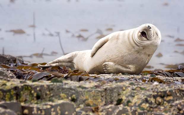    2015       Comedy Wildlife Photography Awards.