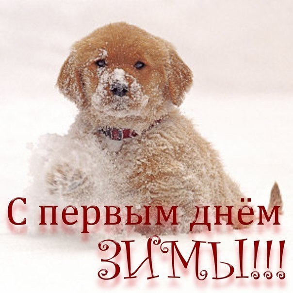 Друзья, сегодня 1 декабря!Это значит, что осень прошла, и наступил первый месяц зимы, а также ...
