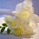 ���� Ani, ������ - ��������� 24 ������� 2015 � ������ ������...�