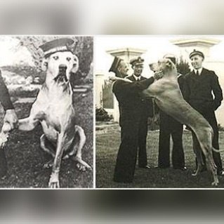 Самый необычный моряк из всех, когда-то служивших на флоте, был немецкий дог с необычным именем ...