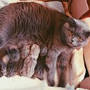 ���� �����, ������, 60 ��� - ��������� 5 ������ 2015 � ������ ���� ����������