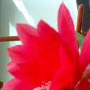 ���� Radogneva, �����, 37 ��� - ��������� 12 ������ 2016 � ������ ������