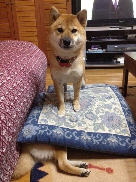   ,     ... - 9