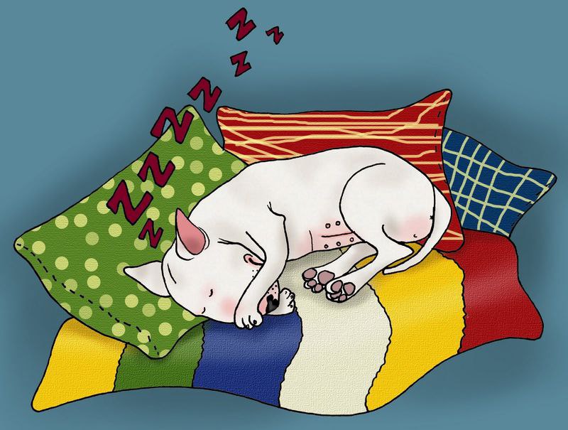 Приключения бультерьера Лены из Швеции=D - 10