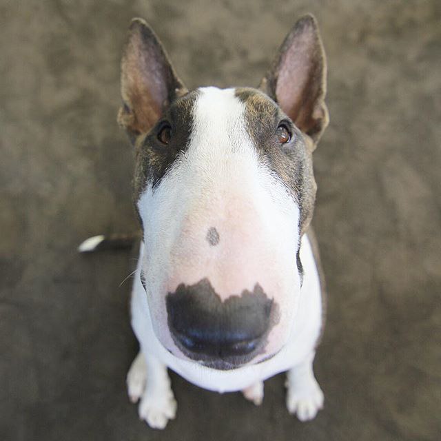 ОКД - Общий курс дрессировки.Разработка программы ОКД относится к 20м годам прошлого века и связана ...