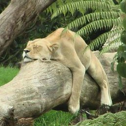 Dkflkty., ���������, 86 ���