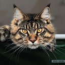 ���� ����, ���� - ��������� 12 ������� 2015