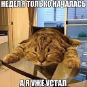 ���� ����, �������, 42 ���� - ��������� 28 �������� 2015 � ������ ���� ����������