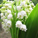 ���� N@taly, �������� - ��������� 8 ����� 2016