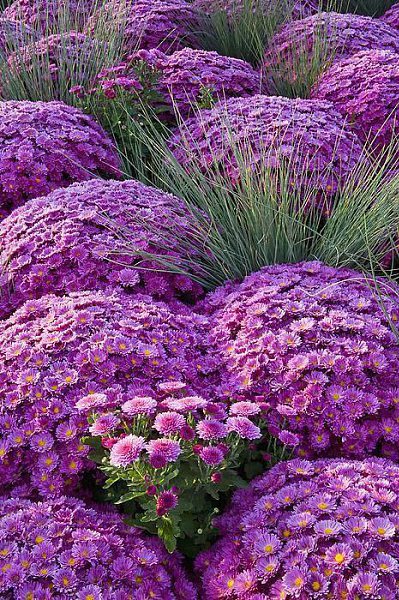 Живая природа - 10 декабря 2015 в 11:15 - 5