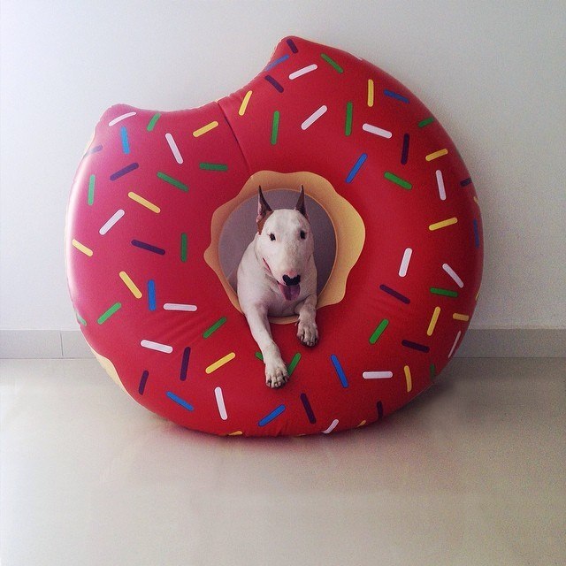 Сахарный диабет у собак.Сахарный диабет собак, кошек и человека имеет много общего. Тем не менее, ...