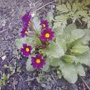 ���� �����, ������ - ��������� 1 ����� 2016 � ������ ���� ����������