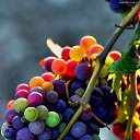 ���� David, �������, 49 ��� - ��������� 4 ������� 2015 � ������ ���� ����������