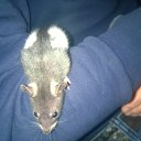 ���� ��������� (�� ��������), ����� - ��������� 10 ������ 2016 � ������ ���� ����������