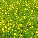 ���� Radogneva, �����, 37 ��� - ��������� 12 ������ 2016 � ������ ������