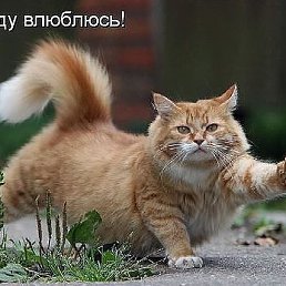 ���� �����, ������, 51 ��� - ��������� 6 ������� 2015