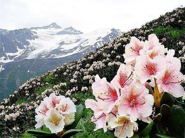 Пора цветения рододендрона в горах.Цветочное вдохновение. - 5