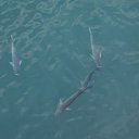 ���� ����, ������, 48 ��� - ��������� 6 ������� 2015 � ������ ���� ����������