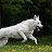 ���� Dog, ������, 29 ��� - ��������� 16 ������� 2016