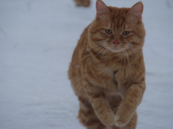 Metallica и Esenin - 4