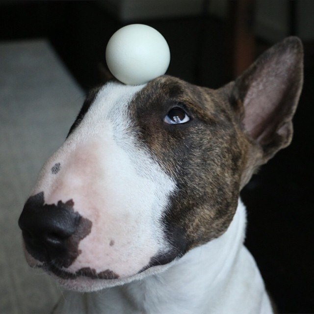 Как утомить слишком активную собаку? Машу «лапой» тем, кто после рабочего дня просматривает фейсбук ...