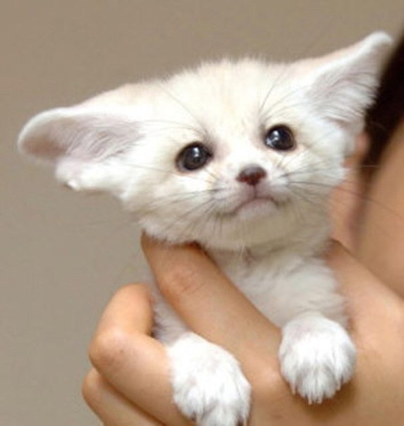  (Fennec fox)   .