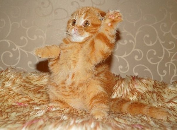 ��� ����� ��� ���� ��������?)))