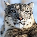 ���� Alan, ������, 36 ��� - ��������� 9 ������� 2015 � ������ �)))�