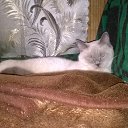 ���� ���������, �����-���������, 47 ��� - ��������� 15 ������� 2016 � ������ ���� �����