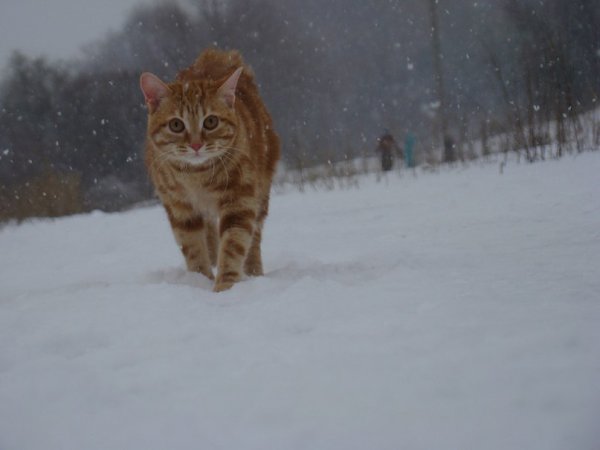 Metallica и Esenin - 5