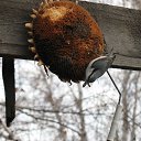 ����� �� ������� ���� ����������