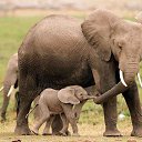 ���� Aleks, ����� ������� - ��������� 13 ������� 2015 � ������ �Elephants�