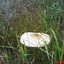 ���� �����, �������, 55 ��� - ��������� 12 ������ 2016 � ������ ���� ����������