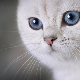 �����, ������, 39 ���