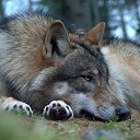 ���� Kolya, ����, 52 ���� - ��������� 10 ������ 2015 � ������ ������ ��������