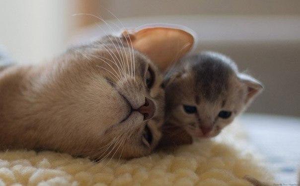 ...чтобы мамочка всегда была рядом - 6