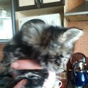 ���� ��������, �����-���������, 72 ���� - ��������� 27 ������� 2015 � ������ ������ ��������