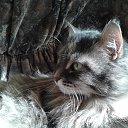 ���� �����, �������� - ��������� 17 ������� 2015 � ������ ���� ��������.�