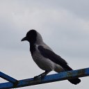  , , 60  -  25  2015   24.10.15.  ,.