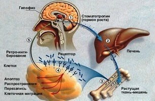 КАК ПРИВОДИТЬ ГОРМОНАЛЬНУЮ СИСТЕМУ В НОРМУ? Эндокринная система. Гормональные процессы. Как следить, ...
