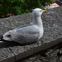 ���� Andrejs, ����������, 63 ���� - ��������� 24 ������� 2015 � ������ ���� ����������