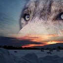 ���� ���� Stalker, �����-���������, 39 ��� - ��������� 18 ������ 2015 � ������ ������ ��������