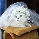 ���� ������, ����� - ��������� 8 ������� 2015 � ������ ���� ����������