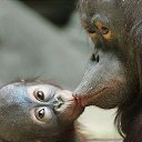  Nta-., - -  4  2016      .