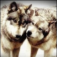 �������, 38 ���, �������