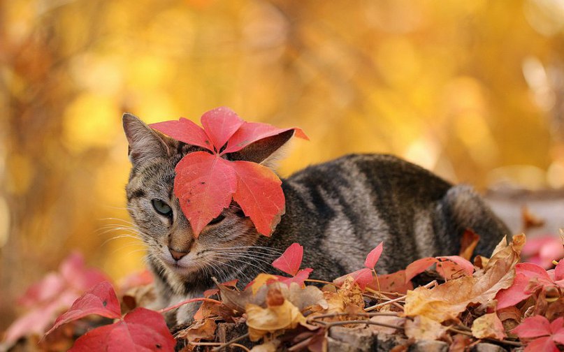 ����� ������� - 26 �������� 2015 � 19:01 - 2