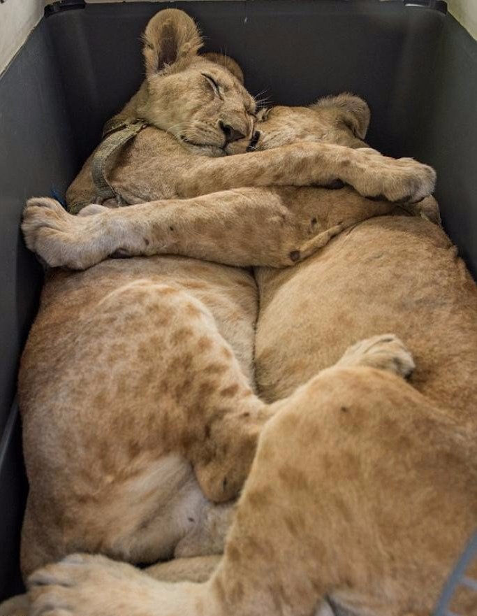      .   (Max and Mona)    ,   ... - 6