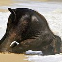 ���� Aleks, ����� ������� - ��������� 13 ������� 2015 � ������ �Elephants�