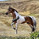 ���� ��������, ��������, 73 ���� - ��������� 9 ����� 2016 � ������ ������������ �������